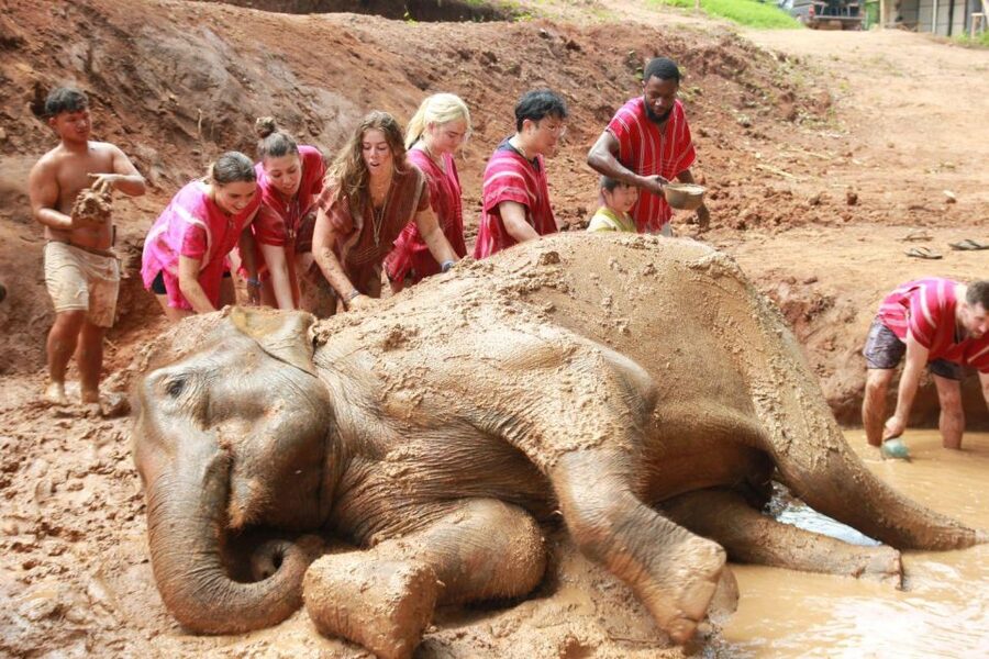 Chiang Mai: Full-Day Kerchor Elephant Eco Park Tour & Trek - Meeting the elephants and learning their story