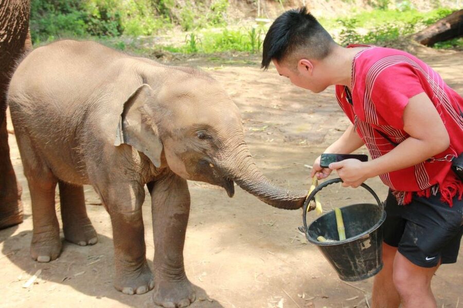 Chiang Mai: Full-Day Kerchor Elephant Eco Park Tour & Trek - Watching elephant bathing and social time