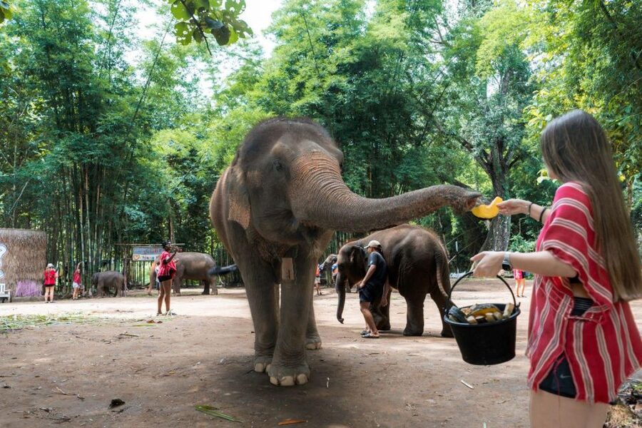 Chiang Mai: Full-Day Kerchor Elephant Eco Park Tour & Trek - Making herbal medicine for the elephants