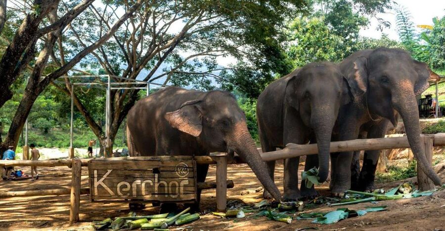 Chiang Mai: Full-Day Kerchor Elephant Eco Park Tour & Trek - Trekking to the waterfall