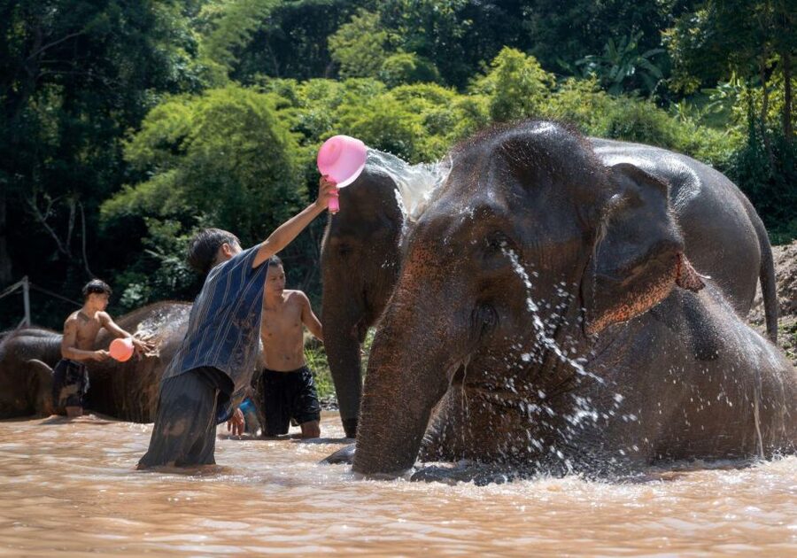 Chiang Mai: Full-Day Kerchor Elephant Eco Park Tour & Trek - Bamboo rafting on the river