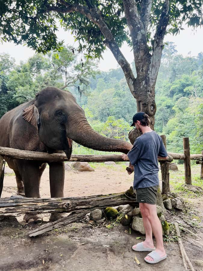 Chiang Mai Full-Day: Trekking, Tubing & Elephant Observation - What the $86 price really buys you