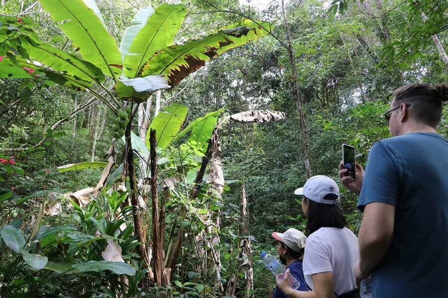 Chiang Mai: Gibbons, Trekking & Mae Kampong Small Group Tour - Quick reasons to consider this mountain day