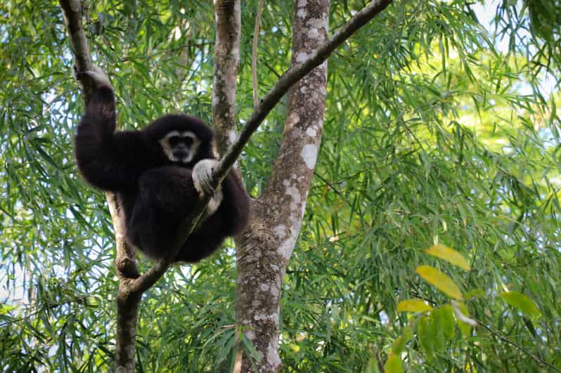 Chiang Mai: Gibbons, Trekking & Mae Kampong Small Group Tour - The forest trail and its edible plants