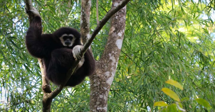 Chiang Mai: Gibbons, Trekking & Mae Kampong Small Group Tour - What $77 gets you