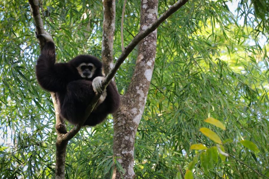 Chiang Mai: Gibbons, Trekking & Mae Kampong Small Group Tour - Should you book the Mae Kampong gibbon tour?