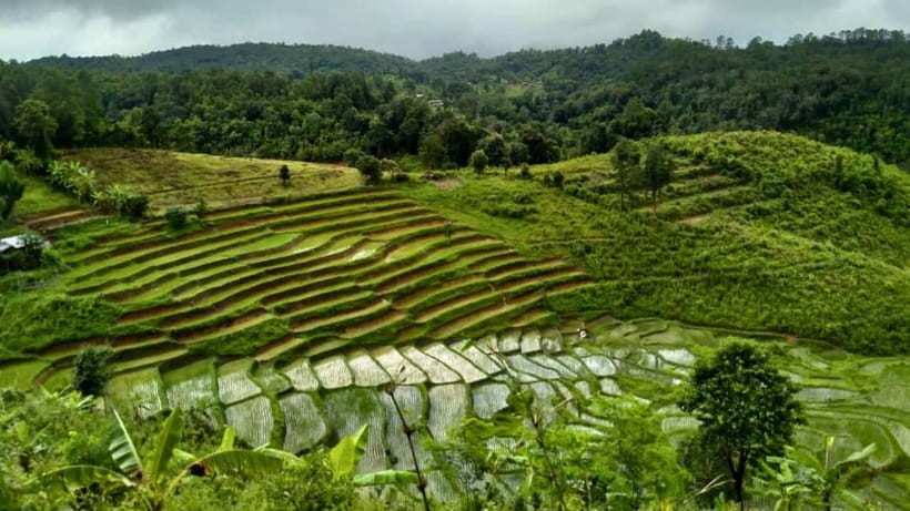 Chiang Mai: Jungle Trek, Elephants care & Bamboo Rafting - Trekking through rainforest and rice fields