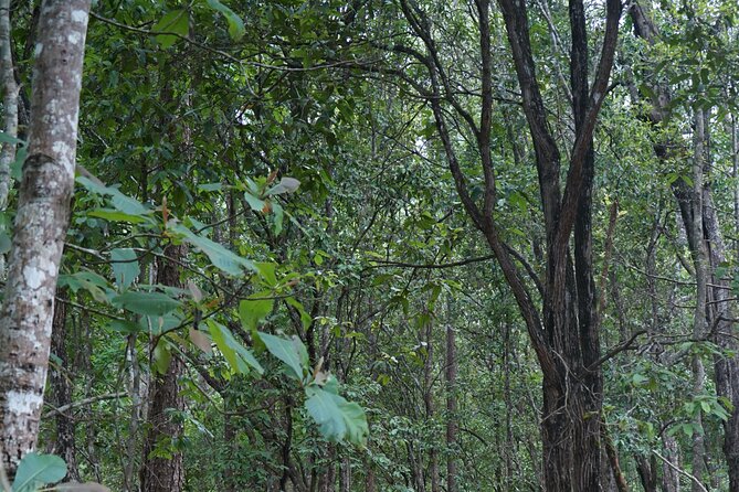 Chiang Mai Trekking Tour :Full day (no rafting) - A forest hike in the Doi Inthanon area