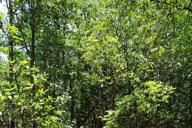 Chiang Mai Trekking Tour :Full day (no rafting) - Swimming beneath a waterfall