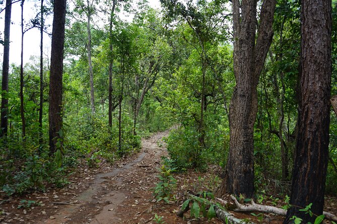 Chiang Mai Trekking Tour :Full day (no rafting) - What $64.53 gets you
