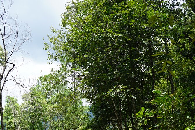 Chiang Mai Trekking Tour :Full day (no rafting) - Time with elephants at Elephant Pride Sanctuary