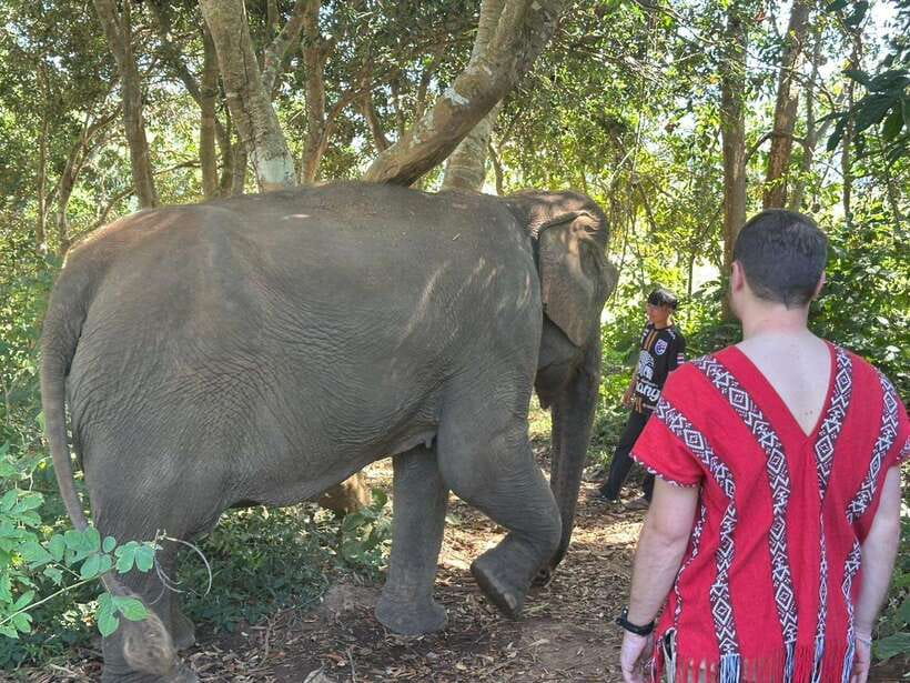 Chiang Mai Untouched Elephant: Nature Walk & Waterfall Trek - Key points before you book