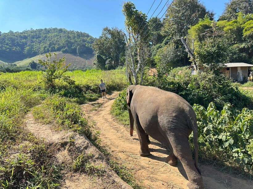 Chiang Mai Untouched Elephant: Nature Walk & Waterfall Trek - A local lunch with time to slow down