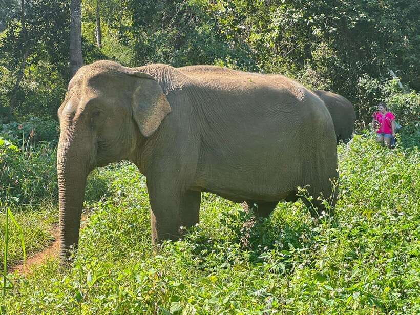 Chiang Mai Untouched Elephant: Nature Walk & Waterfall Trek - What the $51 price really includes