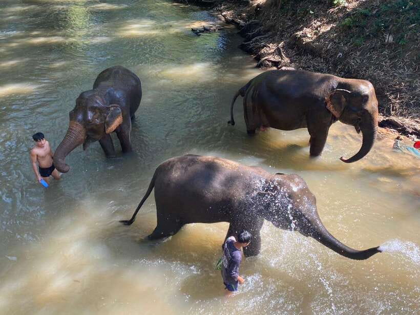 Chiang Mai Untouched Elephant: Nature Walk & Waterfall Trek - Meeting elephants as working animals and family members