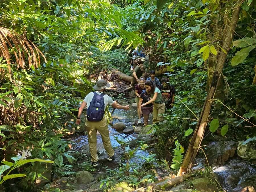 Chiang Rai: Jungle Adventure-Group Trekking & Bamboo Cooking - Tea plantations, rice fields, and bamboo forest