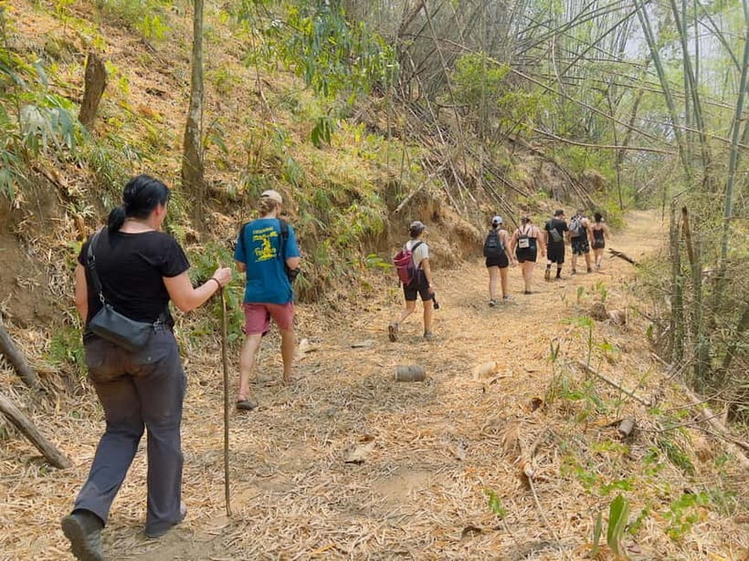 Chiang Rai: The Adventure of Trekking & Bamboo Cooking - A tea plantation in the middle of the day