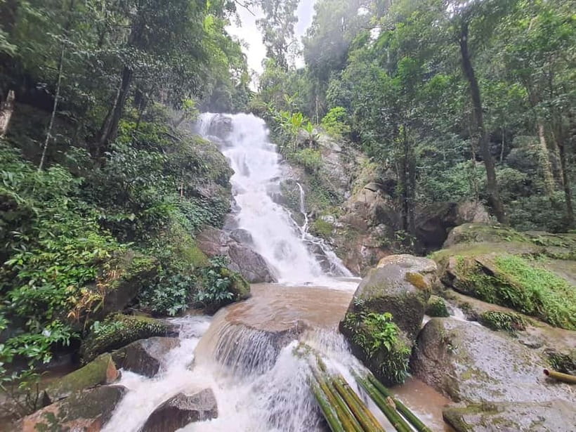 Chiang Rai Trek:Jungle Hike, Bamboo-Cooked Lunch & Boat Ride - Tea plantations and the waterfall break