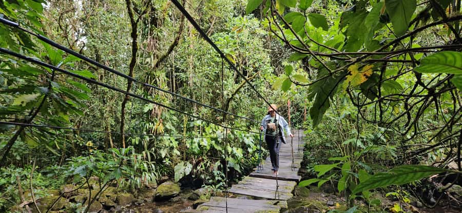 Cocora: trek to the hummingbirds sanctuary - Key details before you book