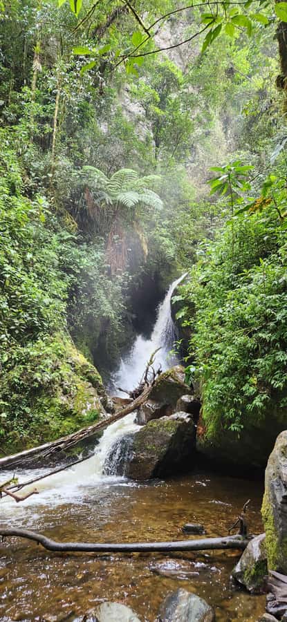 Cocora: trek to the hummingbirds sanctuary - What the $125 price covers