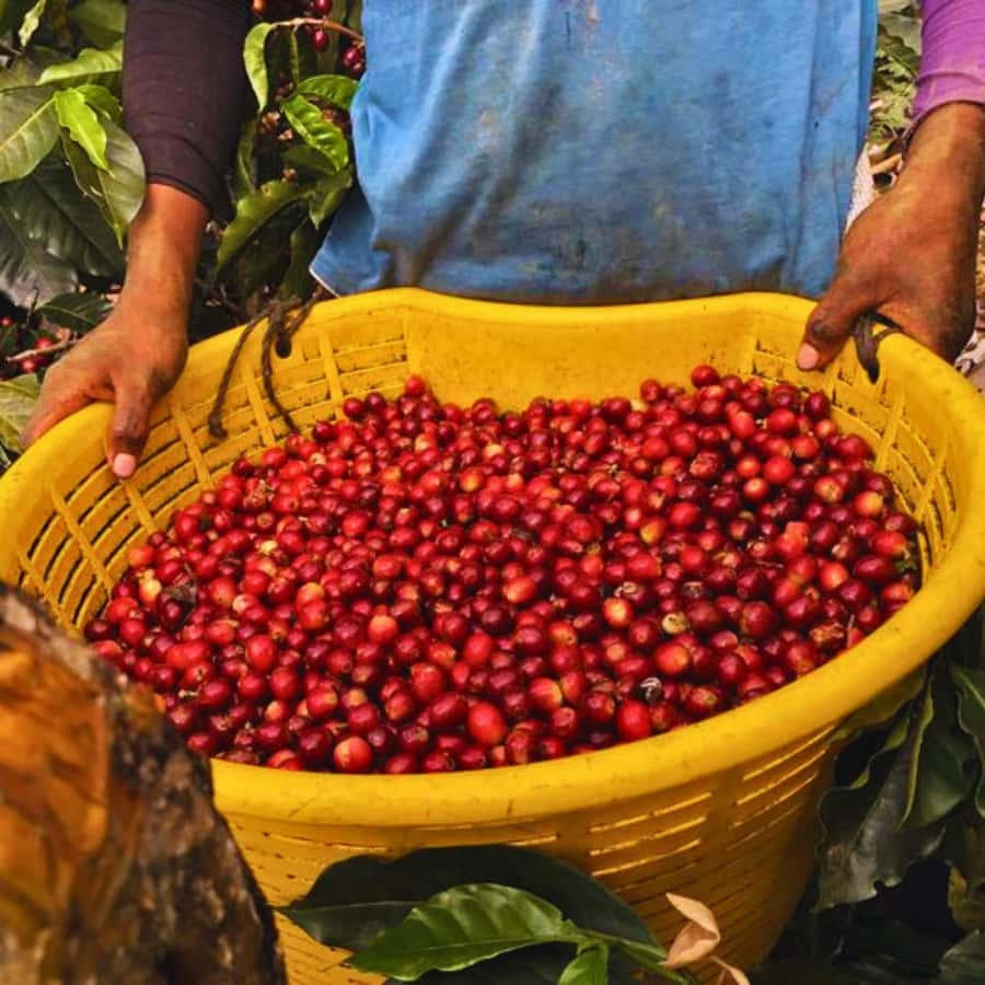 Coffee, Cocoa and Trekking Tour in Minca: Nature, Crops and Production - Key points to know before booking