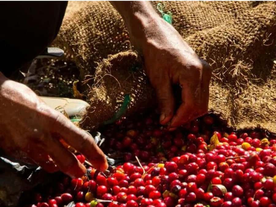Coffee, Cocoa and Trekking Tour in Minca: Nature, Crops and Production - The farm visit and the work behind every cup
