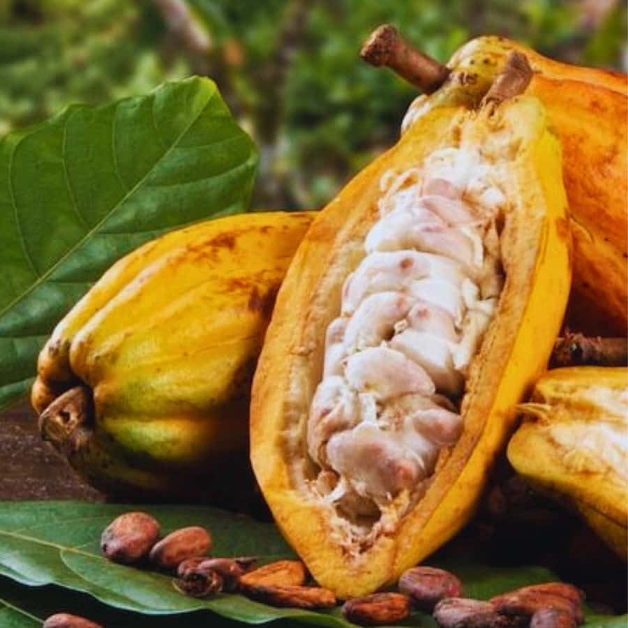 Coffee, Cocoa and Trekking Tour in Minca: Nature, Crops and Production - Coffee, cocoa, and a useful lesson in sustainability