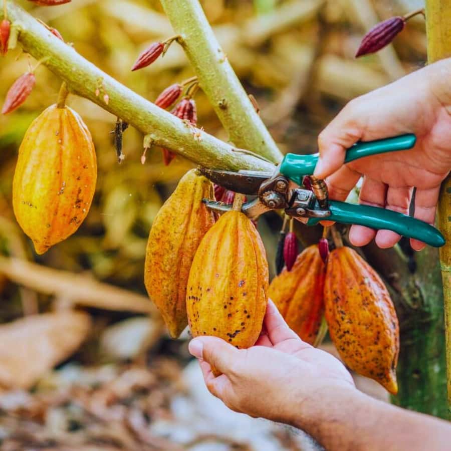 Coffee, Cocoa and Trekking Tour in Minca: Nature, Crops and Production - Starting at Minca Park and finding your footing