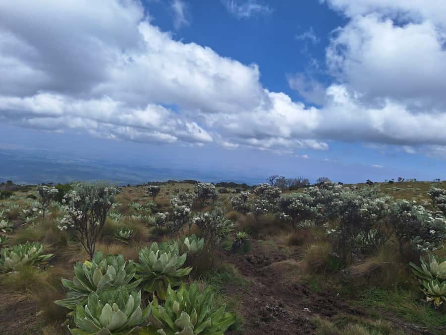Conquer Mount Kenya: Mt Kenya Trekking via Chogoria 4-5 days - Who should choose four days, and who should choose five?
