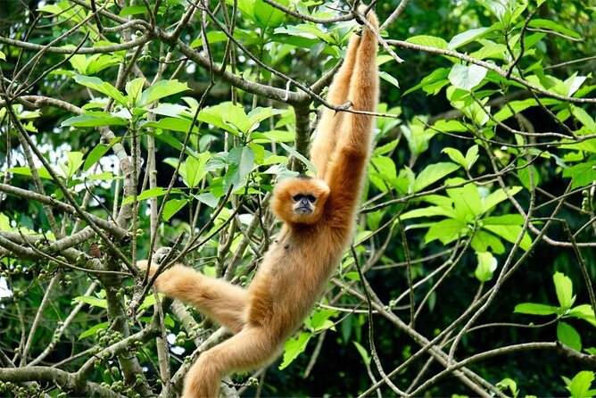 Cuc Phuong National Park Private Day Tour: Trekking & Primates - Lunch at a Forest Stilt House