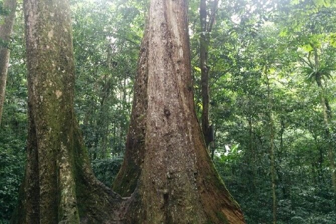 Cuc Phuong National Park Trekking: Private Day Tour From Hanoi - The 8:00 a.m. departure and long road south