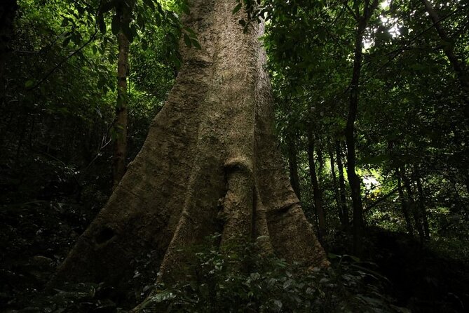 Cuc Phuong National Park Trekking: Private Day Tour From Hanoi - Conservation at the Endangered Primate Rescue Centre