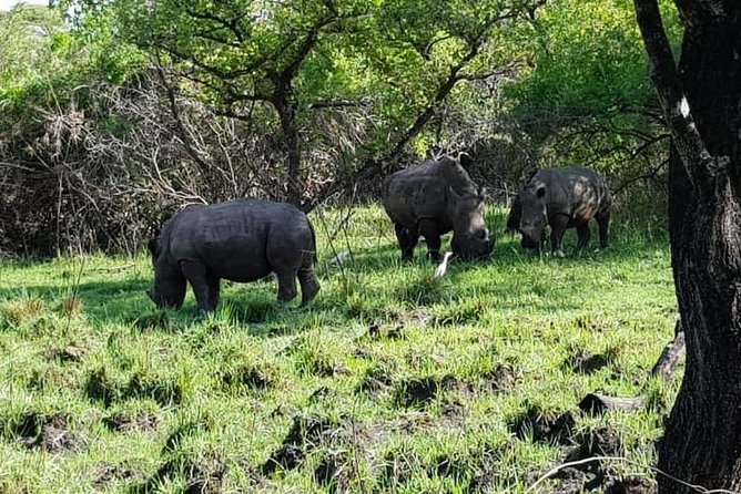 Day Tour Of Ziwa Rhino Sanctuary and Wildlife Ranch - ZIWA RHINO TREKKING - Wildlife beyond the rhinos