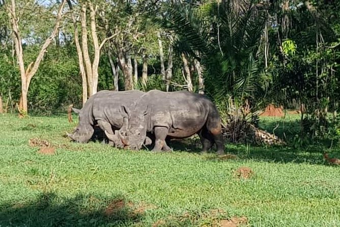 Day Tour Of Ziwa Rhino Sanctuary and Wildlife Ranch - ZIWA RHINO TREKKING - Lunch, timing, and the practical rhythm