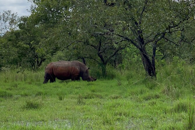 Day Tour Of Ziwa Rhino Sanctuary and Wildlife Ranch - ZIWA RHINO TREKKING - Should you book the Ziwa rhino trek?