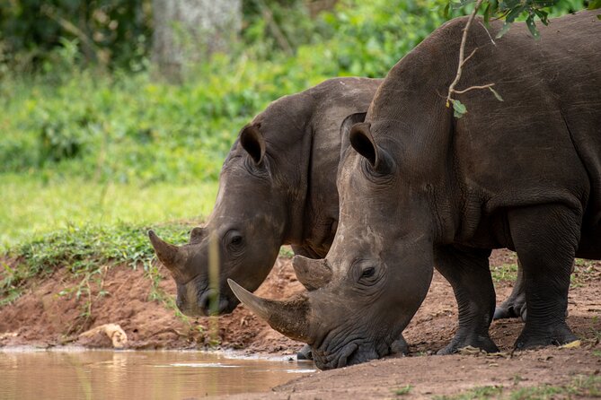 Day Tour Of Ziwa Rhino Sanctuary and Wildlife Ranch - ZIWA RHINO TREKKING - Entering the white rhino territory