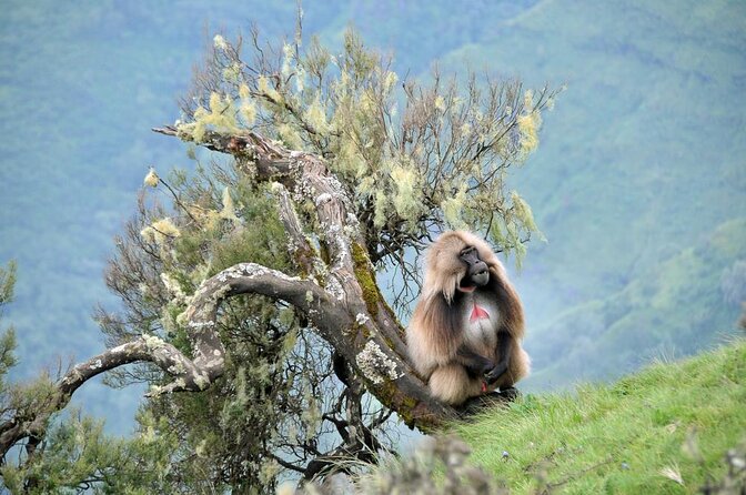 Day trek to Simien Mountain - The day in six useful points