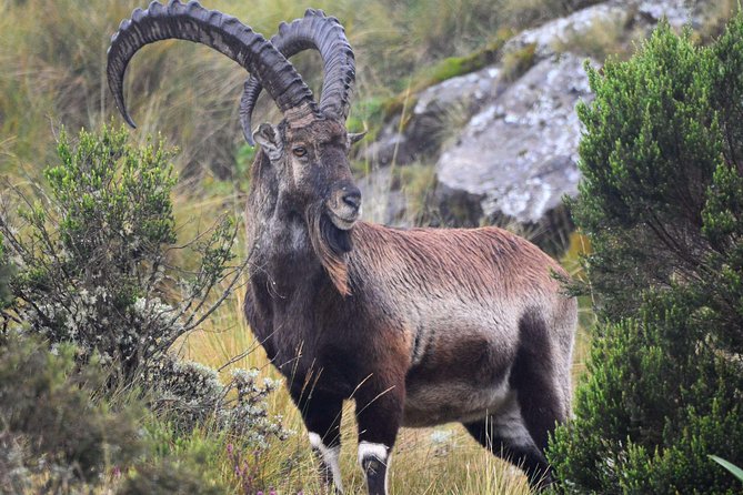 Day trek to Simien Mountain - The three to four-hour trek to Chilkuwanit