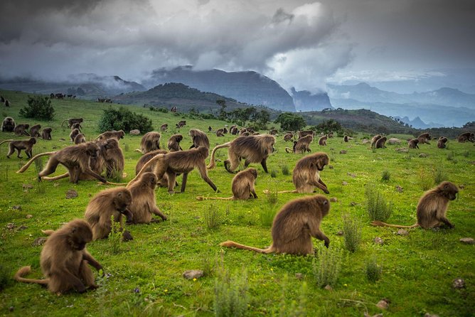 Day trek to Simien Mountain - Driving through the park to Buit Ras