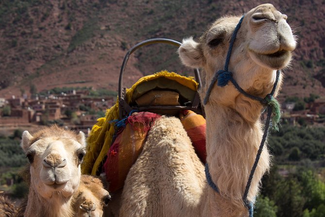 Day Trekking Atlas Mountains - What To Bring And How To Prepare