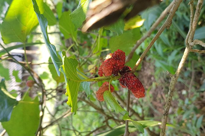 Doi inthanon National Park + 2Hour Fantastic Trekking with Lunch - Choosing between Pha Dok Seaw and Kew Mae Pan