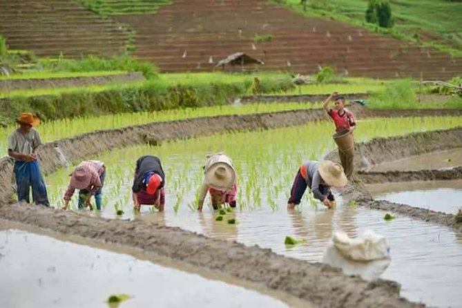 Doi inthanon National Park + 2Hour Fantastic Trekking with Lunch - Lunch, the Hmong market, and the pace of the day