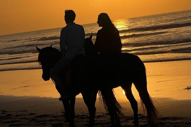 Essaouira Beach Horse Rides &Treks for All Levels - Meeting a well-cared-for horse