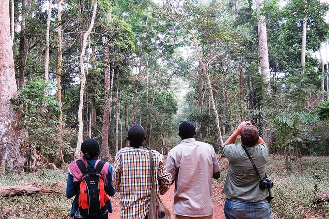 Experience Chimpanzee Trekking in Budongo Forest - Why Budongo Forest is a good place to look for chimps