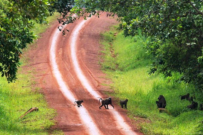 Experience Chimpanzee Trekking in Budongo Forest - Morning or evening: choosing the right start