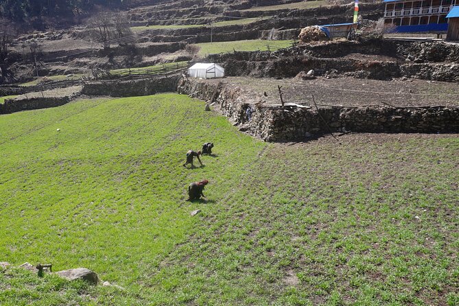Experience the Thrill of a Lifetime:12-Days Manaslu Circuit trek - Days 11 and 12: Forest, apples, Dharapani, and the road back