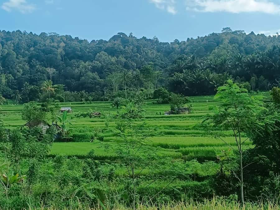 Explore rice terraces munduk & waterfall trekking experience - From Celukan Bawang Port to Munduk’s mountain country