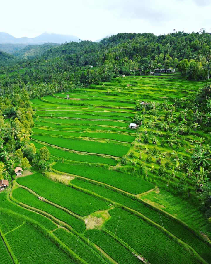 Explore rice terraces munduk & waterfall trekking experience - Coffee, cloves, cacao, and fruit along the route
