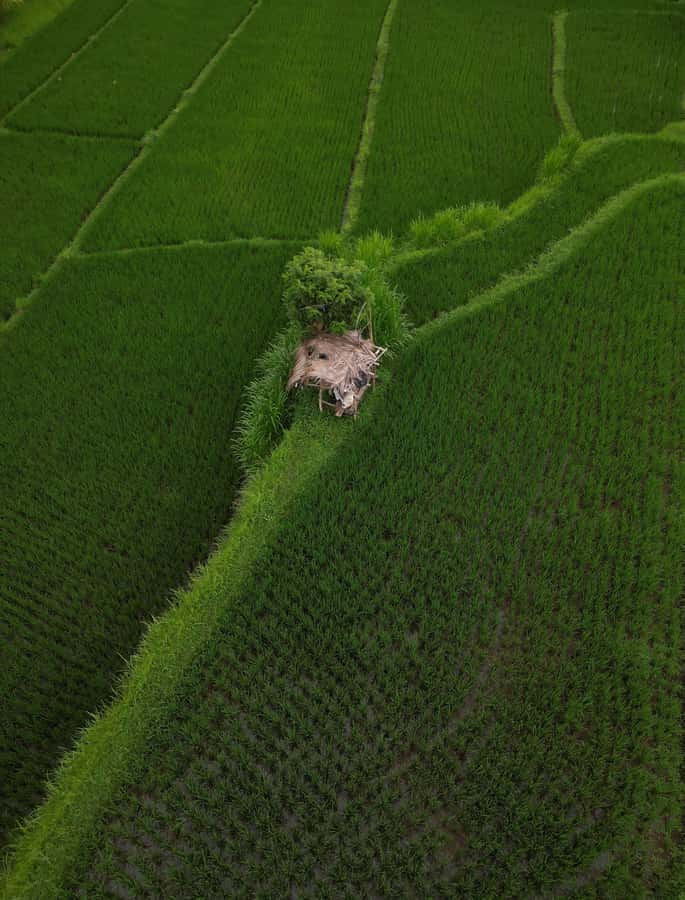 Explore rice terraces munduk & waterfall trekking experience - The waterfall finish, with a swim if you want one