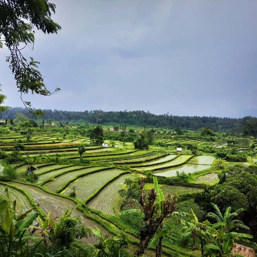 Explore rice terraces munduk & waterfall trekking experience - Practical value at $32 per person